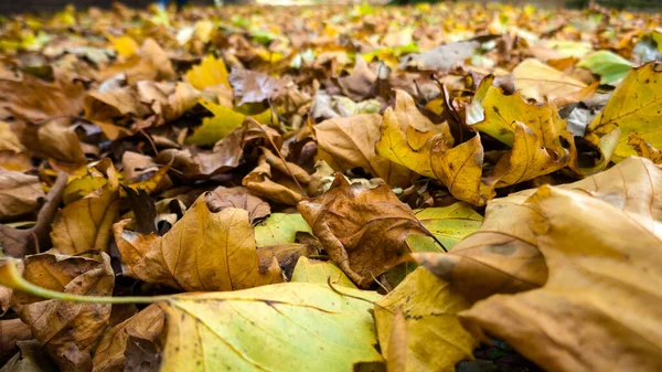 Closeup Yellow Leaves Ground — Stock Photo, Image