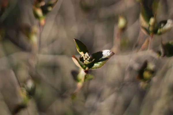 Tavaszi Bimbó Szelektív Fókusza — Stock Fotó
