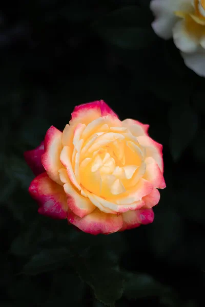 Photos Shows Gorgeous Yellow Rose Rose Garden Budapest Hungary Engulfed — Stock Photo, Image