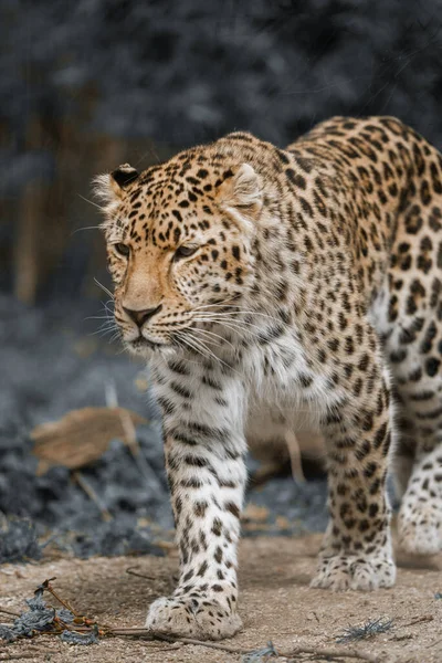 Вертикальний Знімок Амурського Леопарда Пустелі Нашої Природи — стокове фото
