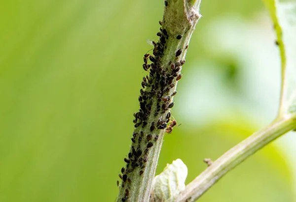 Close Insetos Pulgões Caule Uma Planta Inseto Infestação — Fotografia de Stock