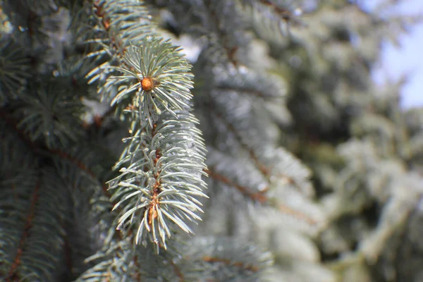 Selective Focus Shot Blue Spruce Plats Blurred Background Garden Royalty Free Stock Photos