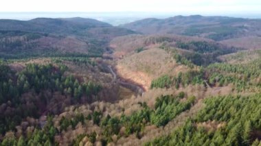 Hava aracı Almanya 'nın Odenwald ormanındaki kuru kozalaklı ağaçların üzerinden uçuyor.