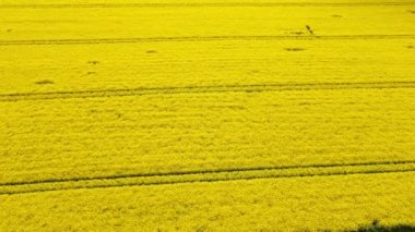 Yazın güzel sarı bir tecavüz alanının insansız hava aracı çekimleri, petrol tohumu çiftliği. Tarım arazisinin havadan görünüşü.