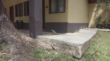 Puntarenas, Kosta Rika 'da bir iguana