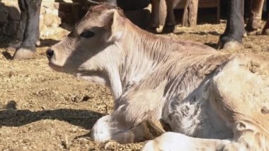 Çayırdaki sevimli buzağı kırsal çiftlik yaşamının oyun ve dinlenme konsepti