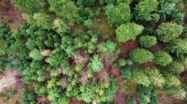 Hava aracı Almanya 'nın Odenwald ormanındaki kuru kozalaklı ağaçların üzerinden uçuyor.