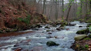 Ilse nehrinin güzel bir manzarası Ilsenburg, Harz, Almanya