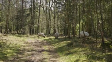 Hollanda 'nın Drenthe eyaletinde Evertsbos ormanında otlayan üç beyaz koyun.