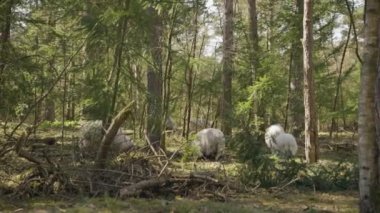 Hollanda 'nın Drenthe eyaletinde Evertsbos ormanında otlayan dört beyaz koyun.