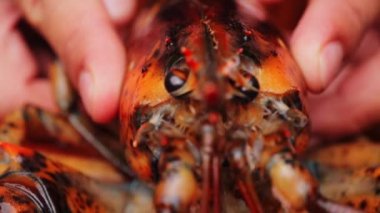 Doldurulmuş ıstakoz yakın plan çekimi.