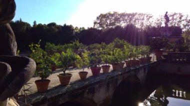 İtalya, Floransa 'daki Pitti Palace ve Boboli Gardens' ta saksıları olan farklı bitkiler.