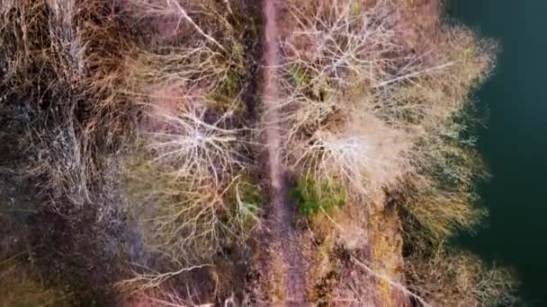 Boyunca Yoğun Yapraksız Ağaçların Havadan Görünüşü — Stok video