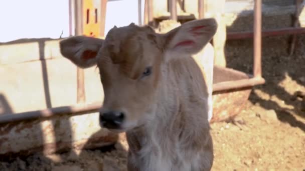 草原での快適な子牛の遊びと農村部の農場生活の休息の概念 — ストック動画
