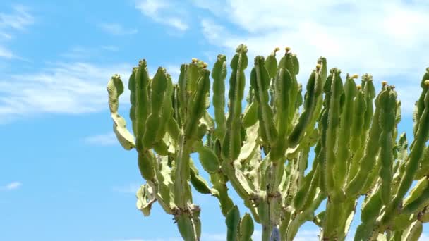 Grön Kanariefågel Spyr Kaktus Euphorbia Canariensis Framför Blå Himmel Långsam — Stockvideo