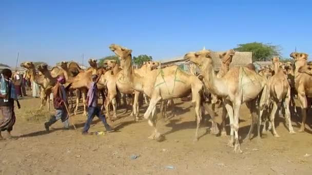骆驼是为严酷的沙漠环境而制作的 他们甚至对荆棘植物有特别坚硬的嘴唇 — 图库视频影像