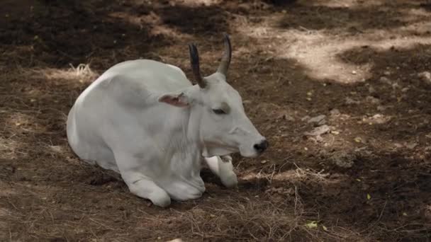 太陽の光の下で農場の地面に角のある白い牛の映像 — ストック動画