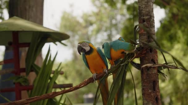 Uma Filmagem Dois Papagaios Coloridos Empoleirados Galho Comendo Uma Folha — Vídeo de Stock