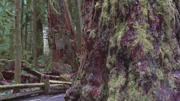 Troncos Árvores Gigantes Cobertos Musgo Verde Floresta Cathedral Grove — Vídeo de Stock