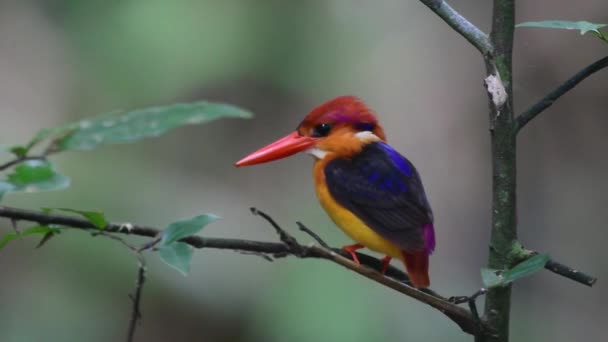 Preto Apoiado Kingfisher Empoleirado Mais Fluxo Captura Fis — Vídeo de Stock