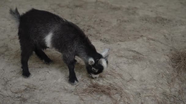 Een Beeldmateriaal Van Een Baby Geit Etende Van Hout Takjes — Stockvideo