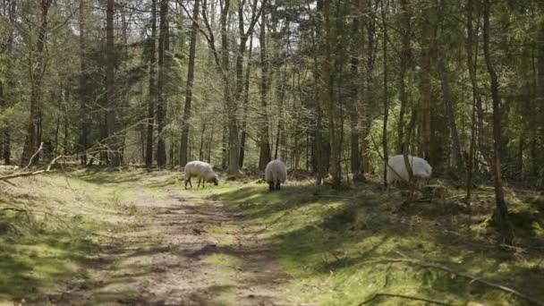 Három Fehér Juh Legeltetés Evertsbos Erdőben Drenthe Tartomány Hollandia — Stock videók