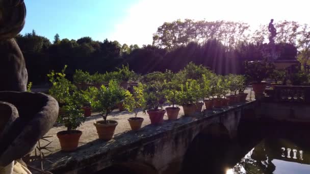 イタリア フィレンツェのピッティ宮殿とボボリ庭園のポットと異なる植物 — ストック動画