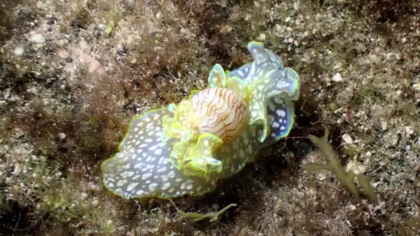 Macro Tiro Caracol Mar Micromelo Undatus Rastejando Através Algas Vista — Vídeo de Stock