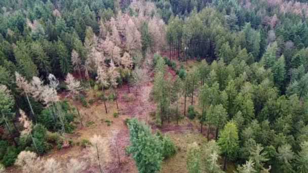 Hava Aracı Almanya Nın Odenwald Ormanındaki Kuru Kozalaklı Ağaçların Üzerinde — Stok video