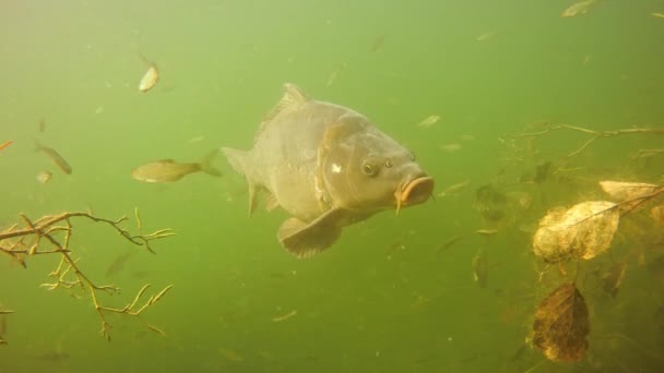 Podwodny Ujęcie Europejski Karp Cyprinus Carpio Przyrodniczy Środowisko Fauna Niemiecki — Wideo stockowe