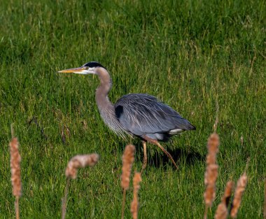 Otlakta büyük bir mavi balıkçıl