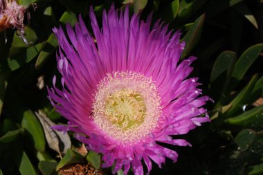 Pembe bir Avustralyalı domuz yüzüne (Carpobrotus rossii) yakın çekim