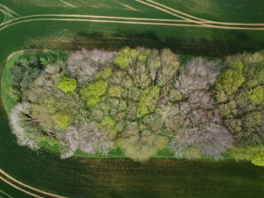 Northamptonshire 'daki yeşil alanda güzel ağaçların hava manzarası.