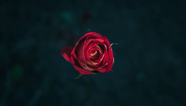 Siyah bir arkaplanda izole edilmiş kırmızı bir gül