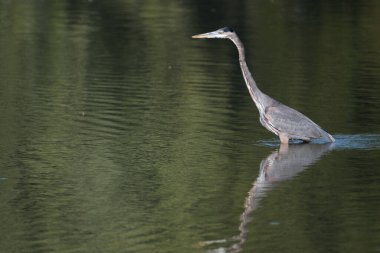 Great Blue Heron 'un Indianapolis' teki Eagle Creek Parkı 'ndaki gölde çekilmiş seçici bir fotoğrafı.