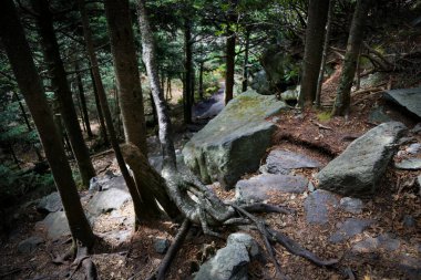 Ormandaki ağaçların arasındaki büyük taşlar.