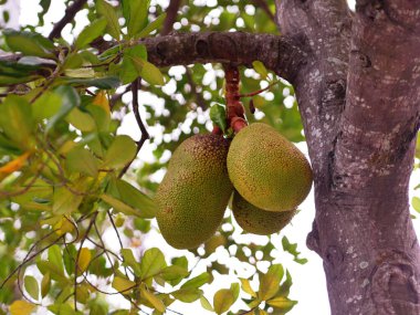 Malezya 'daki ağaç dalından sarkan egzotik bir meyvenin yakın plan fotoğrafı.