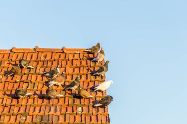 Kırmızı kiremitleri olan harap bir çatıda bir güvercin sürüsü