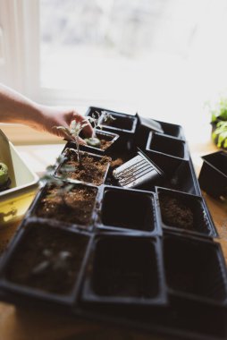 Bahçıvanlığa hazırlanmak için domates fidelerini evde yetiştirmeye başlıyorlar.