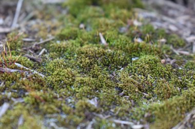 Ağaç dalları olan otların yakın çekimi