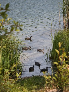 Girişi yemyeşil çimlerle kaplı bir göletin kıyısında yüzen bir grup öküz.
