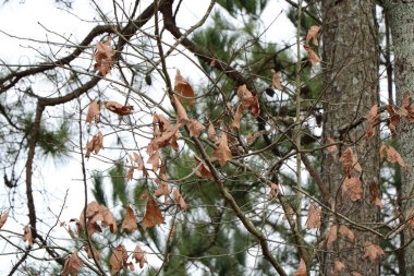 Kuru sonbahar yapraklı ağaç dalları