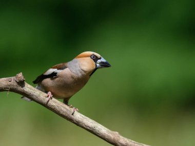 Yaygın bir gaga. Vahşi yaşam ortamında küçük sevimli bir kuş.