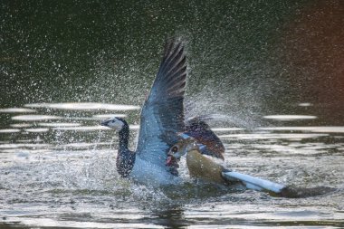 İsviçre, Basel 'de bir kaz rahibeyle dövüşen bir kaz (Mısırlı kaz)