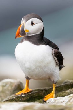 Kıyıdaki kayaya tünemiş bir martı kuşunun yakın çekimi.