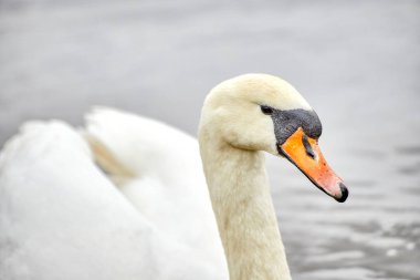 Suda oturan dilsiz kuğunun yakın plan görüntüsü.