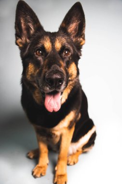 Beyaz arka planda izole edilmiş, oturan bir Alman çoban köpeğinin dikey görüntüsü.