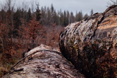 Bulanık orman ağaçları ve mavi gökyüzü olan iki büyük ağaç gövdesinin sığlığı.