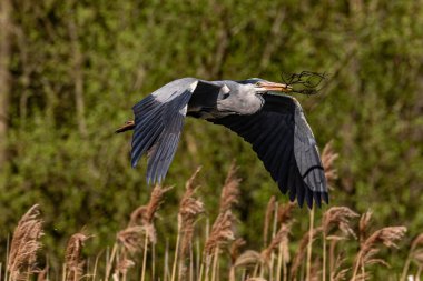 Gri balıkçıl yeşil ağaçlarla uçuyor.