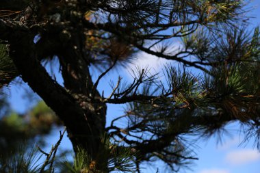 Bir çam ağacının dallarının yakın plan çekimi.